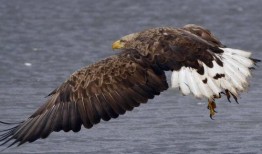 常州老鹰爆料事件最新,揭秘背后真相与争议漩涡