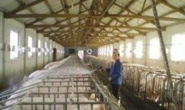 爆料科学养猪视频大全最新,最新视频大全深度解析