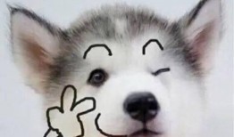 狗狗最新爆料文案短句搞笑,笑料横生的宠物圈幕后故事