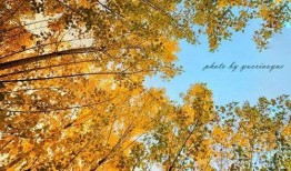 金灿灿手机版最新爆料,颠覆性升级，性能与颜值双提升